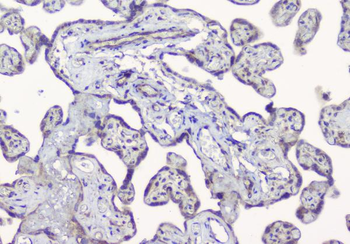 Anti-ALIX/PDCD6IP Antibody