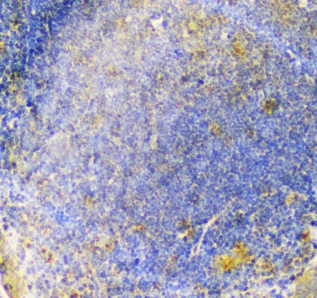 Anti-ALIX/PDCD6IP Antibody