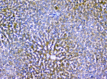 Anti-ALIX/PDCD6IP Antibody