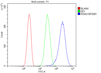 ERp57/PDIA3 Antibody