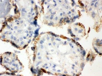 ERp57/PDIA3 Antibody