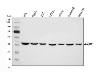Anti-PGK1 Antibody