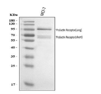 Prolactin Receptor/PRLR Antibody