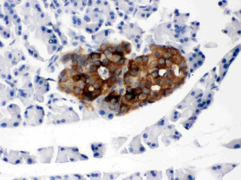 Anti-Prion protein PrP/PRNP Antibody