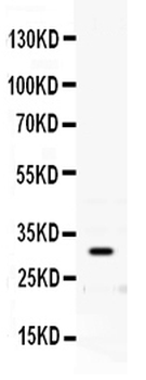 Anti-Prion protein PrP/PRNP Antibody