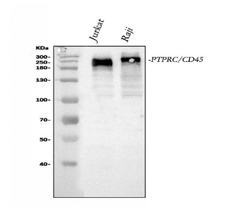 Anti-CD45/PTPRC Antibody