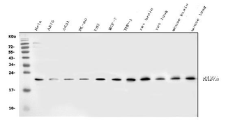 Anti-Rab11A Antibody
