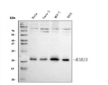 Anti-RAB13 Antibody