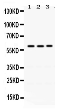 Anti-RAG2 Antibody