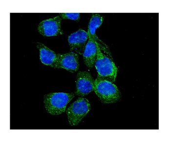 Anti-RASA1 Antibody