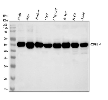 Anti-RbAp48/RBBP4 Antibody