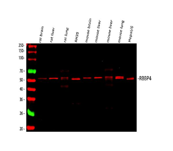 Anti-RbAp48/RBBP4 Antibody