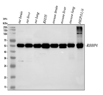 Anti-RbAp48/RBBP4 Antibody