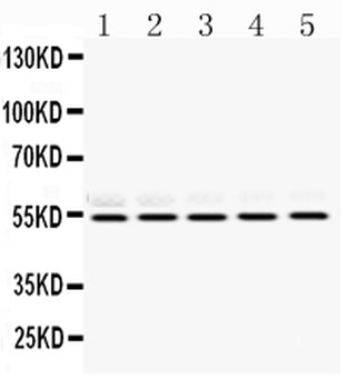 RbAp48/RBBP4 Antibody