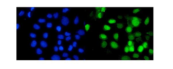 Anti-RbAp48/RBBP4 Antibody