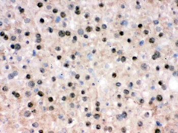 Anti-RbAp48/RBBP4 Antibody