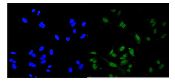 Anti-ROC1/RBX1 Antibody