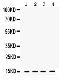 Anti-ROC1/RBX1 Antibody