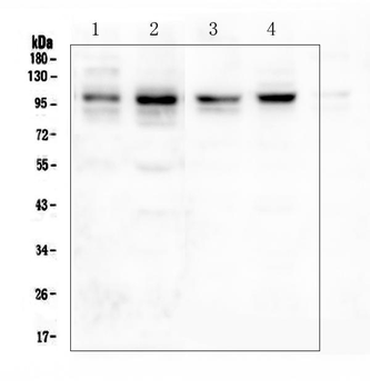 Anti-PSD95/DLG4 Antibody