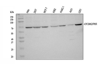 Anti-PKR/EIF2AK2 Antibody