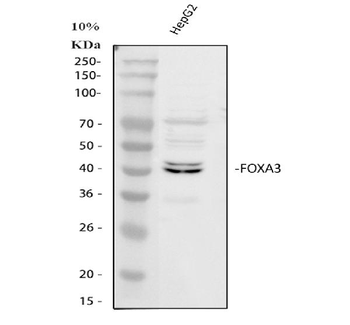 Anti-FOXA3 Antibody