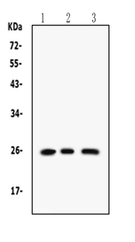 RAB14 Antibody