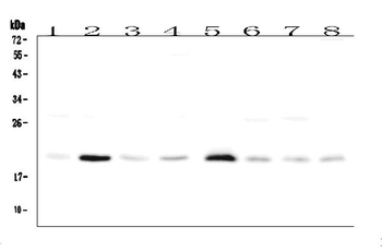 Anti-RAP1A Antibody