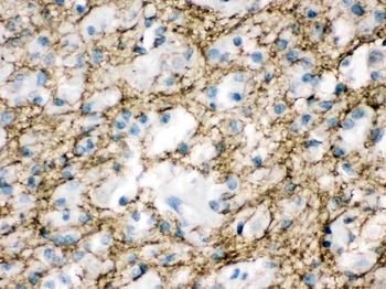 Anti-Munc18-1/STXBP1 Antibody
