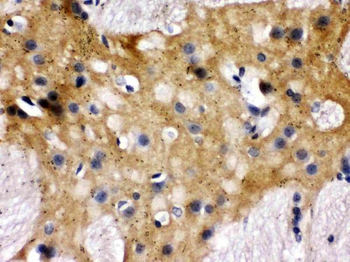 Anti-Munc18-1/STXBP1 Antibody