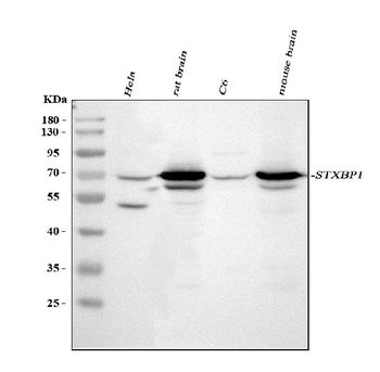 Anti-Munc18-1/STXBP1 Antibody