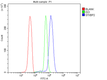 STXBP2 Antibody