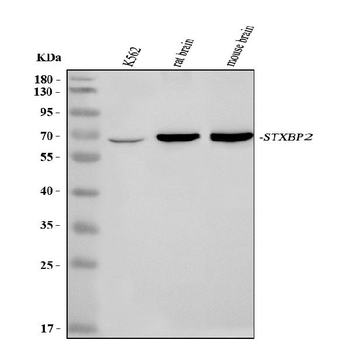 Anti-STXBP2 Antibody