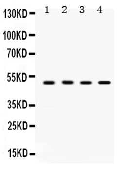 Anti-SULT2B1 Antibody