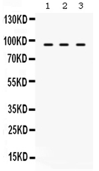 Anti-TAP1 Antibody