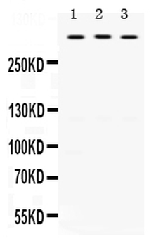 Anti-TNXB Antibody