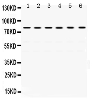 Anti-TRAP1 Antibody