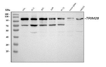KAP1/TRIM28 Antibody