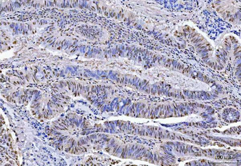 Anti-KAP1/TRIM28 Antibody