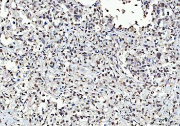 Anti-KAP1/TRIM28 Antibody
