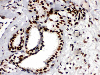 Anti-KAP1/TRIM28 Antibody