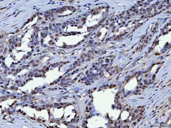 Anti-KAP1/TRIM28 Antibody