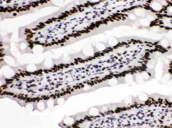 Anti-KAP1/TRIM28 Antibody