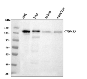 Anti-TIF1 gamma/TRIM33 Antibody