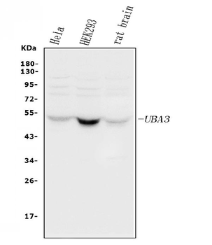Anti-UBE1C/UBA3 Antibody