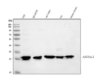 PGP9.5/UCHL1 Antibody