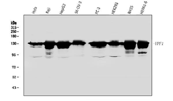 Anti-RENT1/hUPF1 Antibody
