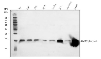 Anti-Galectin 1/LGALS1 Antibody