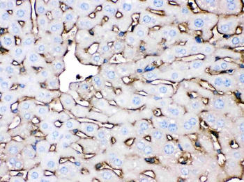 Anti-Apolipoprotein A I/APOA1 Antibody