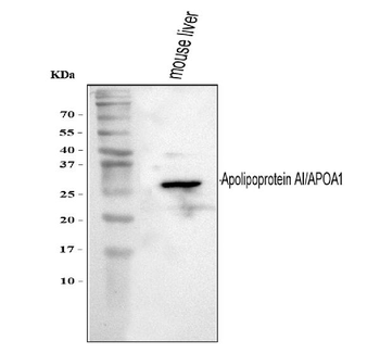 Anti-Apolipoprotein A I/APOA1 Antibody