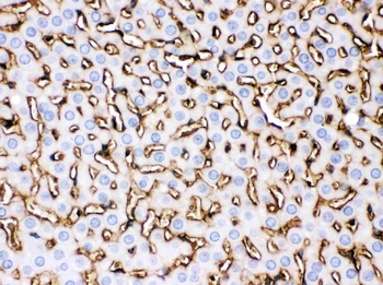 Anti-Apolipoprotein A I/APOA1 Antibody